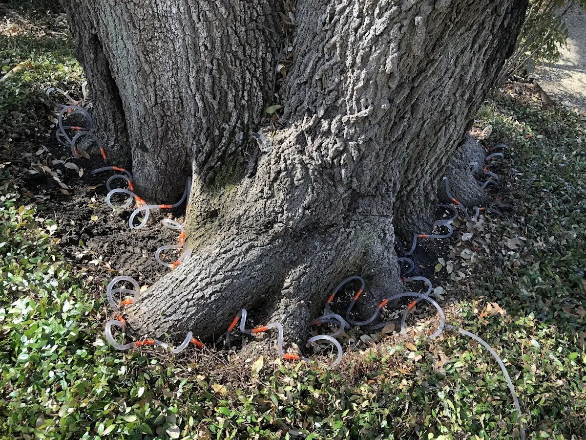Detailed Tree Cabling and Bracing job site in Scottsdale