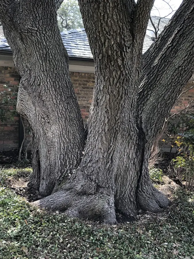Mature heritage tree close to a Scottsdale property cared for by certified arborists